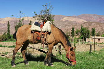 Cheval de gaucho argentin (NOA) - 31654471