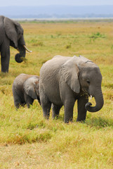 Fototapeta na wymiar African baby elephants