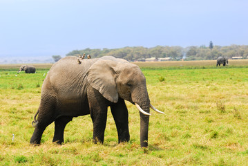 Obraz na płótnie Canvas African elephant