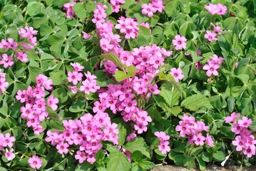 Fioritura primaverile