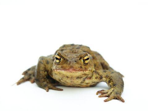 Kr&ouml;te