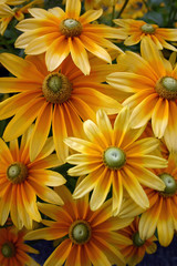 Sonnenhut (Echinacea)