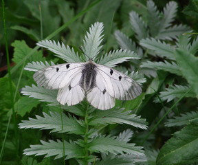 Apollo butterfly