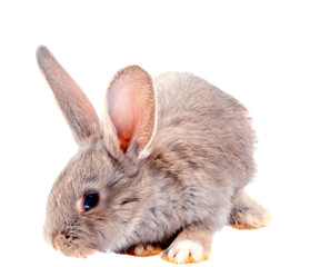 Obraz premium rabbit