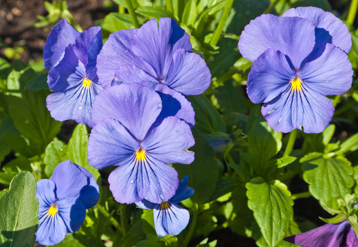 pens&eacute;e violette