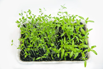 Fototapeta premium Seedlings