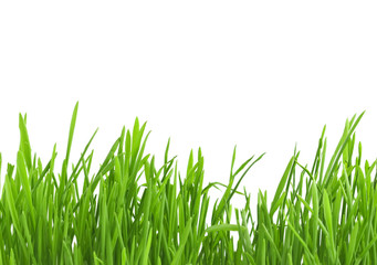 Grass