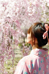 Naklejka premium japanese kimono woman and cherry blossom