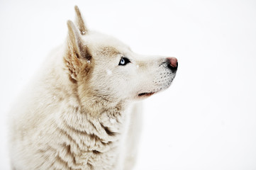 Obraz premium big dog