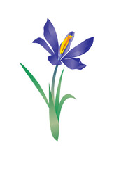 vector violet flowe spring crocus