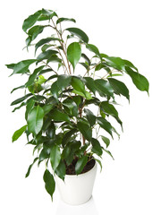 ficus benjamina isolated