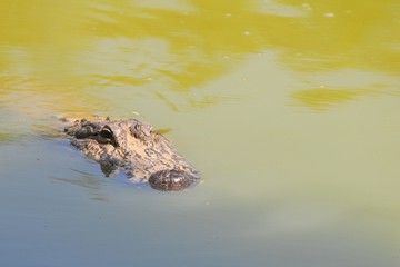 Alligator, Everglades