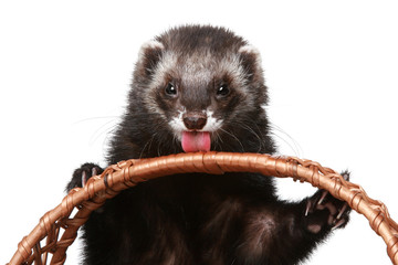 Ferret licks wattled basket