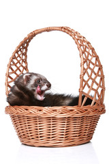 Ferret in wattled basket