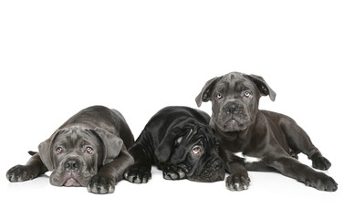 Three Cane Corso puppy lie on a white background