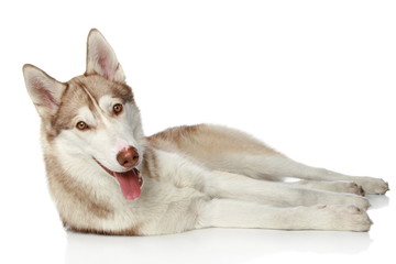 Siberian Husky on white