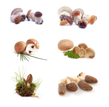 Pilz - Kollektion