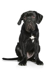 Cane corso puppy sits on a white background