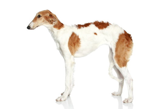 Russian Borzoi puppy (5 months). Side view