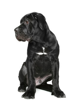 Cane corso puppy sits on a white