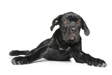 Cane corso dog puppy