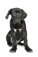 Cane corso puppy sits on a white background