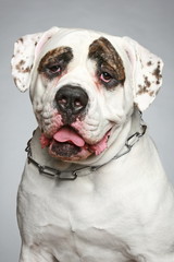 Obraz premium American Bulldog. Portrait on a grey background
