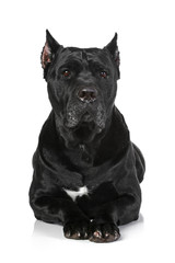 Cane Corso dog