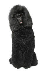 Black Royal poodle sitting