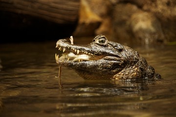 Crocodile eating a mouse