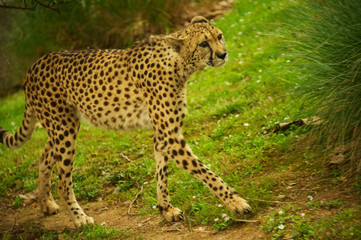 Cheetah outdoors