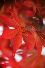 Beautiful red leaves