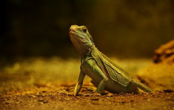 Lizard Icon Images – Browse 44,508 Stock Photos, Vectors, and Video | Adobe  Stock