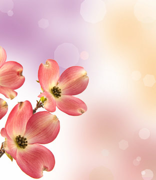 Corniolo florida rubra