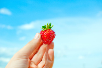 Obraz premium Red strawberry in humand hand.