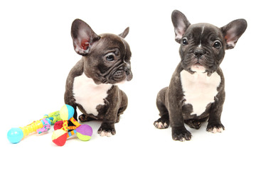 Bouledogue Français