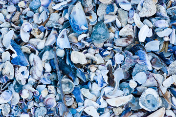 Sea gift - Marine sea shell background.