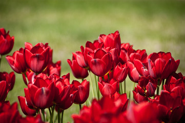 Red Tulips