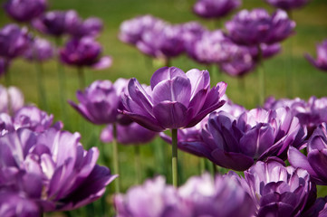 Purple tulip