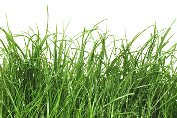 fresh green grass with dew drops