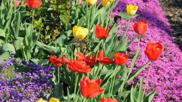 Tulpen