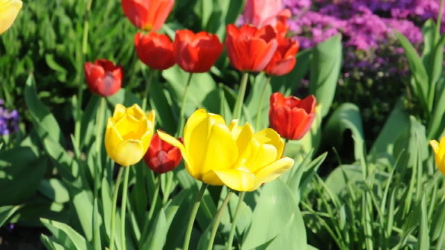 Tulpen