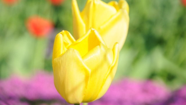 Tulpen
