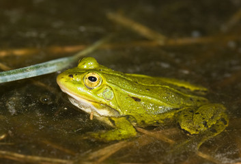 Green Frog (Rana esculenta)