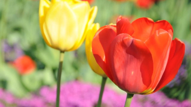 Tulpen
