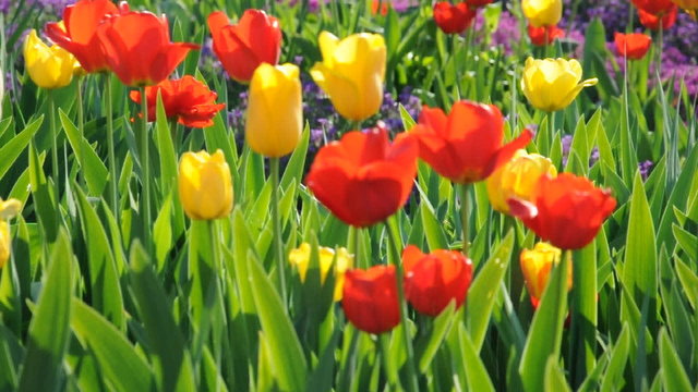Tulpen
