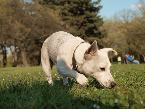 DOG