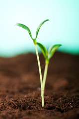 Green seedling illustrating concept of new life