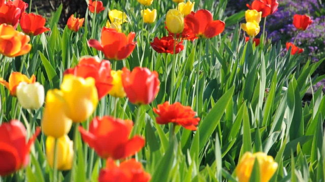 Tulpen