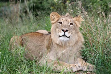 Obraz na płótnie Canvas Wild Lion in African Grass Land